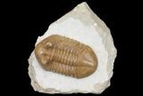 Inflated Asaphus Cornutus Trilobite - Russia #125682-1